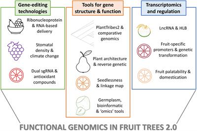 Editorial: Functional genomics in fruit trees: from ‘omics to sustainable biotechnologies, volume II